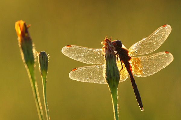 Sympetrum flaveolum - Yellow winged Darter