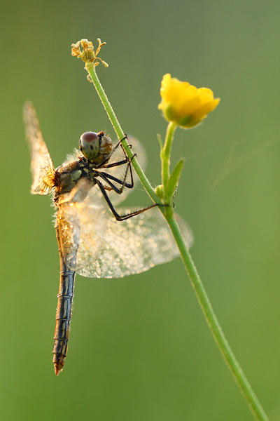 Sympetrum flaveolum - Yellow winged Darter