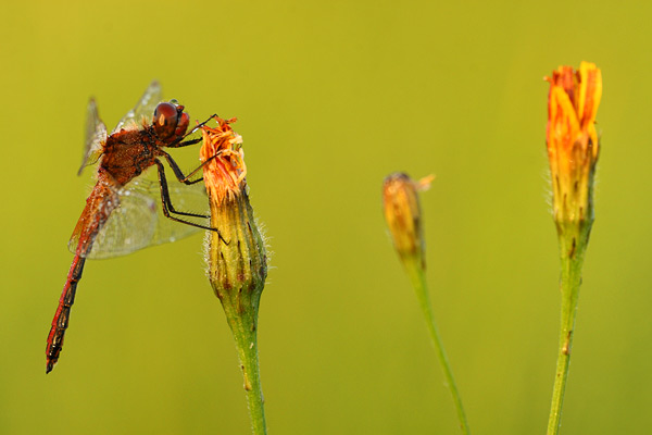 Sympetrum flaveolum - Yellow winged Darter