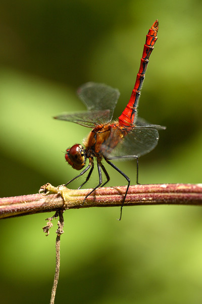 Sympetrum sanguineum - Ruddy Darter