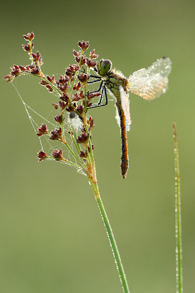 Sympetrum sanguineum - Ruddy Darter
