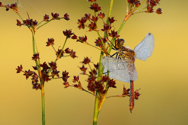 Sympetrum sanguineum - Ruddy Darter