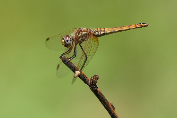 Trithemis annulata - Violet Dropwing