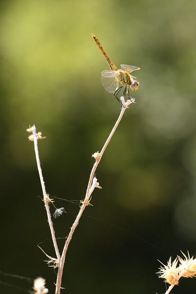 Trithemis annulata - Violet Dropwing