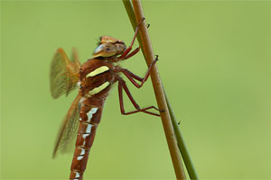 Aeshna grandis - Brown Hawker