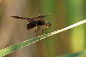 Brachythemis fuscopalliata - Dark winged Groundling