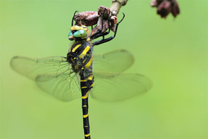 Cordulegaster boltonii - Common Goldenring