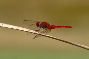 Crocothemis erythraea - Broad Scarlet