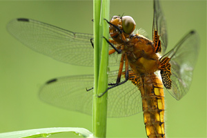 Libellula depressa - Broad bodied Chaser