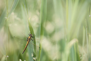 Orthetrum cancellatum - Black tailed Skimmer