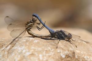 Orthetrum taeniolatum - Small Skimmer