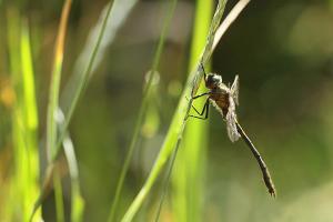 Oxygastra curtisii - Orange Spotted Emerald