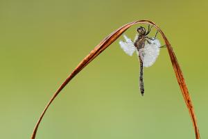 Sympetrum danae - Black Darter