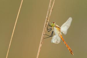 Sympetrum depressiusculum - Spotted Darter