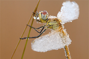 Sympetrum fonscolombii - Red veined Darter