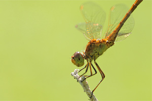 Sympetrum meridionale - Southern Darter