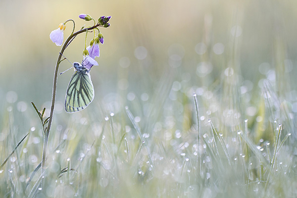 Photos of Butterflies