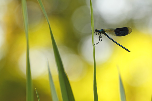 Photos of Damselflies