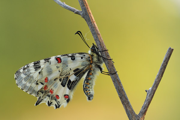Photos of Papilionidae