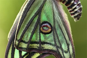 Graellsia isabellae - Spanish Moon Moth