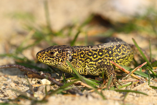 Lacerta agilis - Sand Lizard