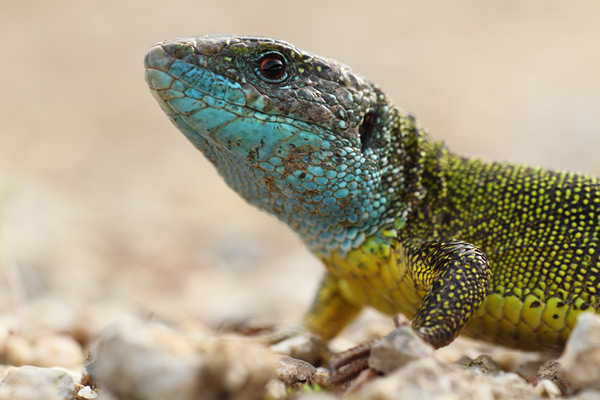 Lacerta viridis - European Green Lizard