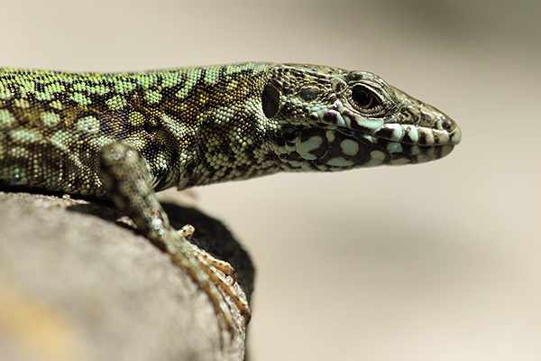 Podarcis muralis - Common wall lizard