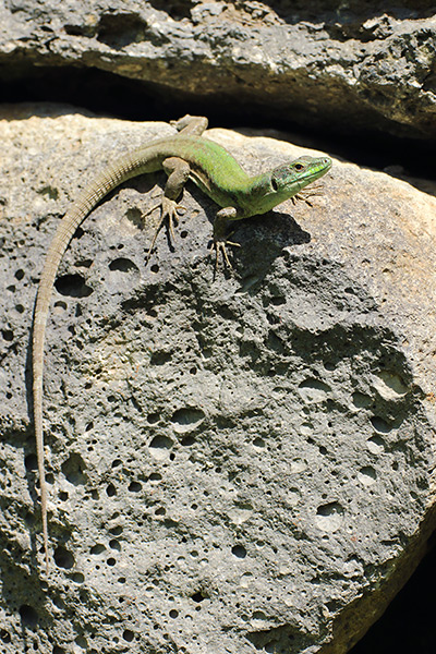 Podarcis wagleriana - Sicilian wall lizard