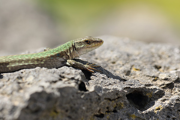 Podarcis wagleriana - Sicilian wall lizard