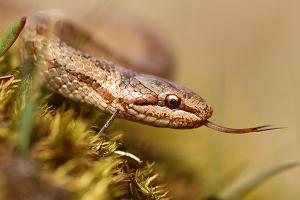 Coronella austriaca - Smooth Snake
