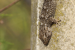 Tarentola mauritanica - Common wall Gecko