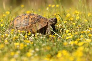 Testudo hermanni - Hermann's Tortoise